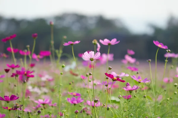 Cosmos flowers in garden — Stock Photo, Image