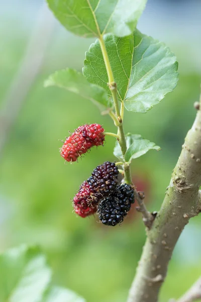 Mulberry frukt på träd — Stockfoto