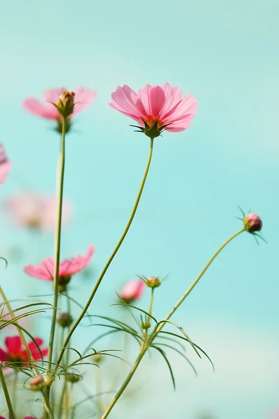 Bahçede kozmos çiçekleri — Stok fotoğraf