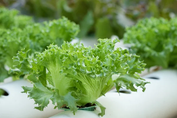 Frillice iceberg hydroponics — Stock Photo, Image