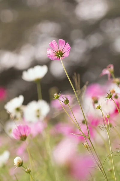 Cosmos flowers blooming in garden — Stock Photo, Image