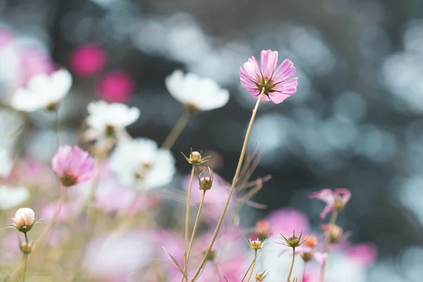 Cosmos flowers blooming in garden — Stock Photo, Image