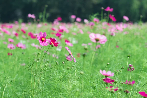 Cosmos flowers blooming in garden — Stock Photo, Image