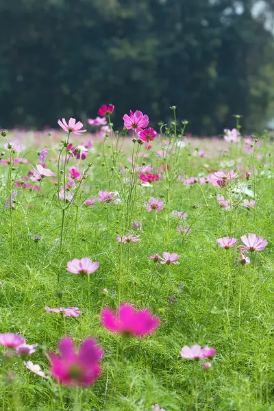 Kosmos bloemen bloeien in de tuin — Stockfoto