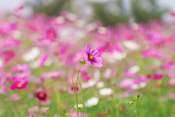 Cosmos flowers blooming in garden — Stock Photo, Image