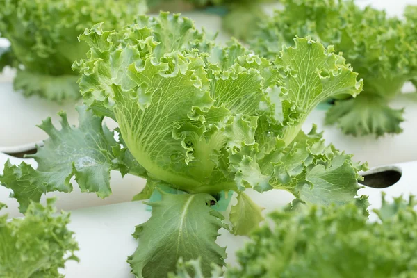 Hydroponics in vegetable garden — Stock Photo, Image