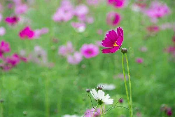 Fiori cosmo fioritura in giardino — Foto Stock