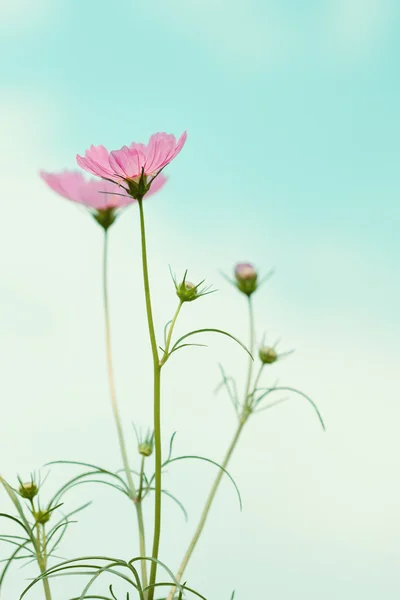 Fiori cosmo fioritura in giardino — Foto Stock