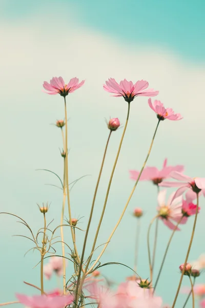 Fiori cosmo fioritura in giardino — Foto Stock