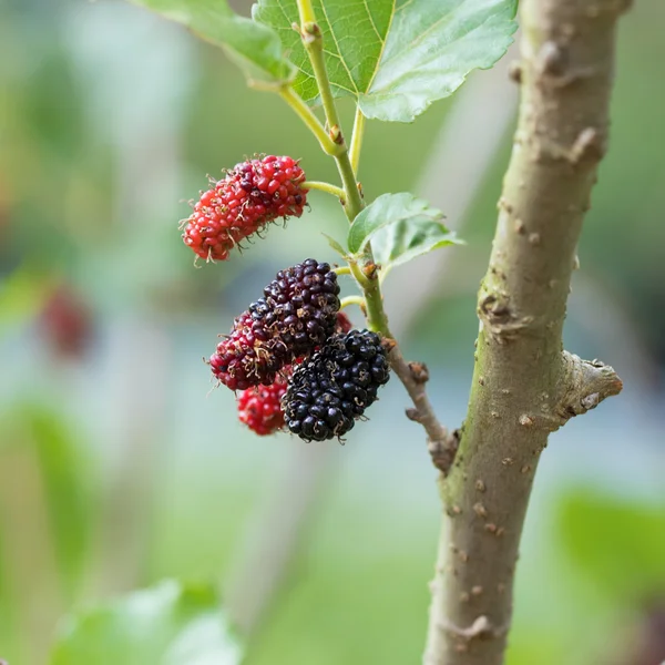 Maulbeerfrucht am Baum — Stockfoto