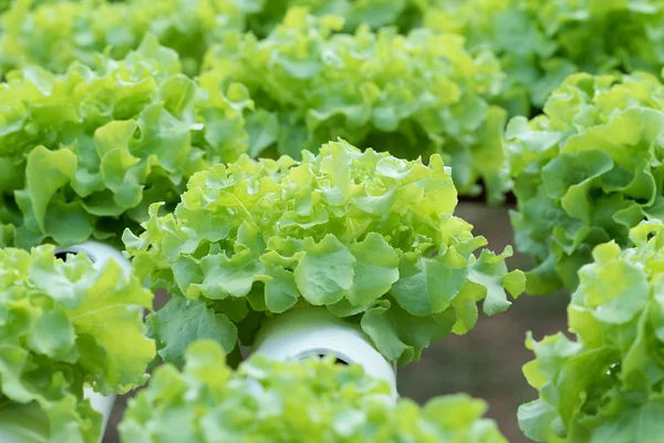 Hydroponics in vegetable garden — Stock Photo, Image