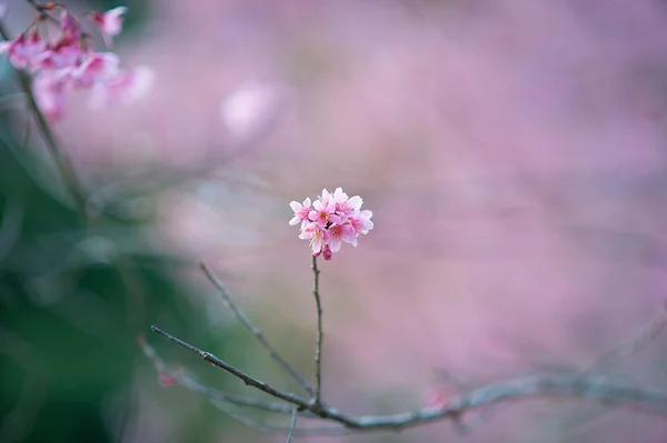 Lilly dans le jardin — Photo