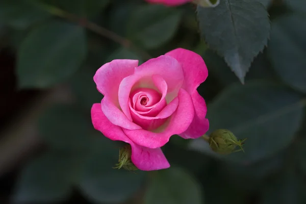 Rose och suddig bakgrund — Stockfoto