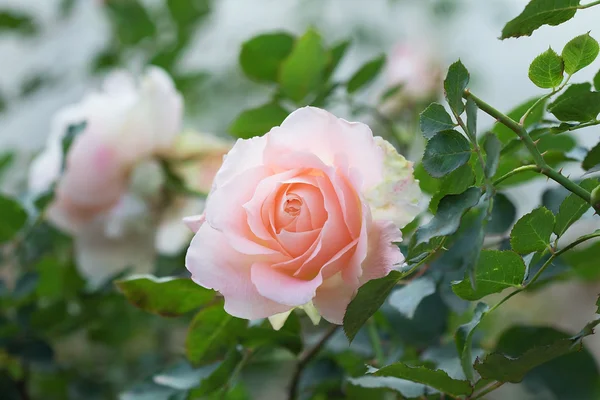 Rosa e fundo embaçado — Fotografia de Stock