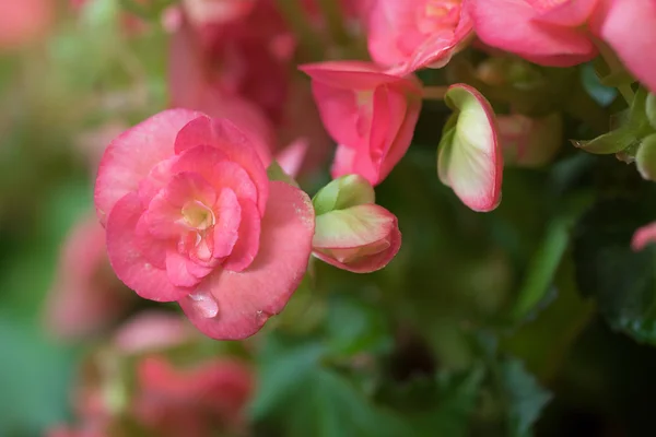 Bégonia dans le jardinage — Photo