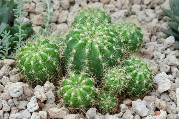Kaktusz-Kertészet — Stock Fotó