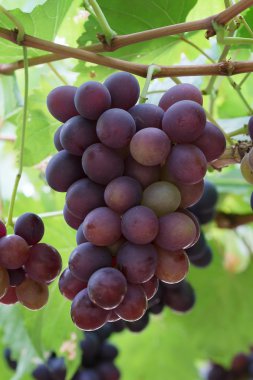 üzüm, üzüm