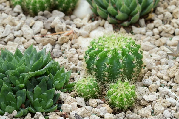 Sappige plant in de tuin — Stockfoto