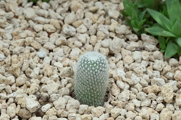 Succulent plant in the garden