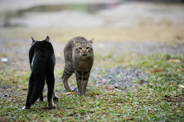 Een kat op gras — Stockfoto