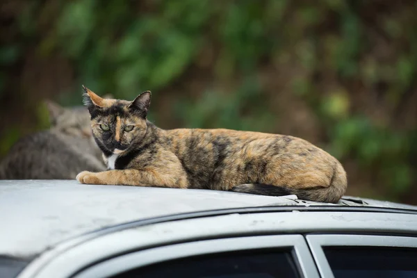 Cane alla finestra — Foto Stock