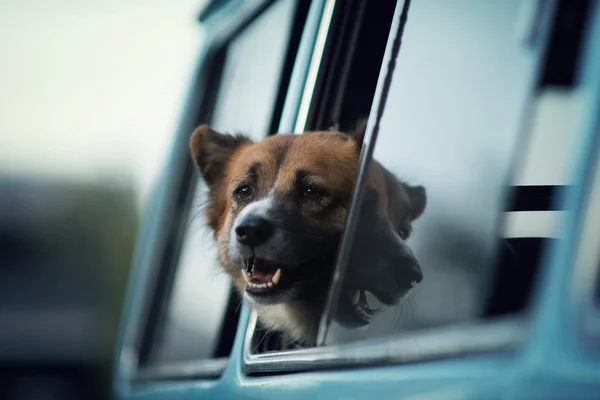 Cane alla finestra — Foto Stock