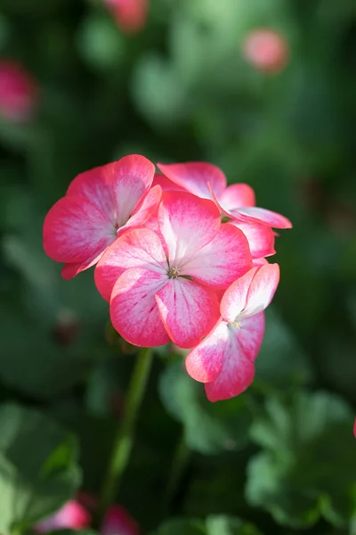 Geranium i niewyraźne tło — Zdjęcie stockowe