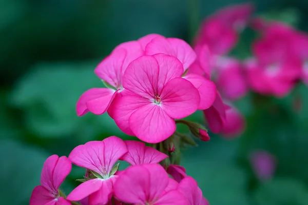 Géranium et fond flou — Photo