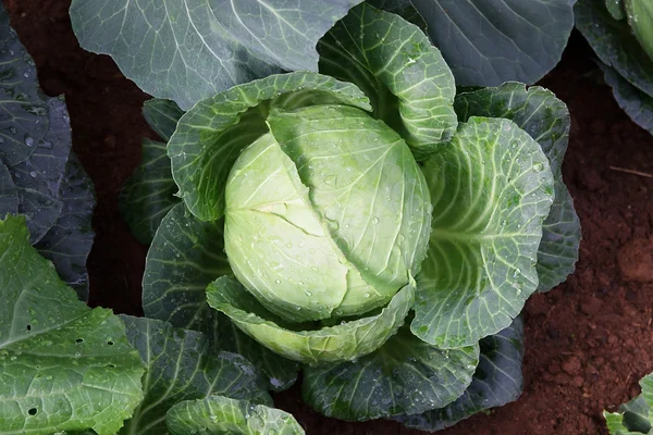 Vegetable in vegetable garden — Stock Photo, Image