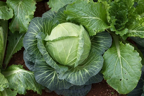 Vegetable in vegetable garden — Stock Photo, Image