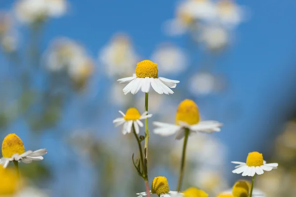 Chrysanthemum and blurred background — Stock Photo, Image