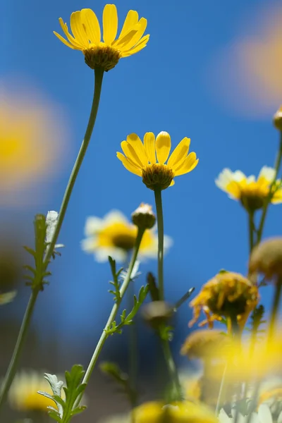Chrysanthemum and blurred background — Stock Photo, Image