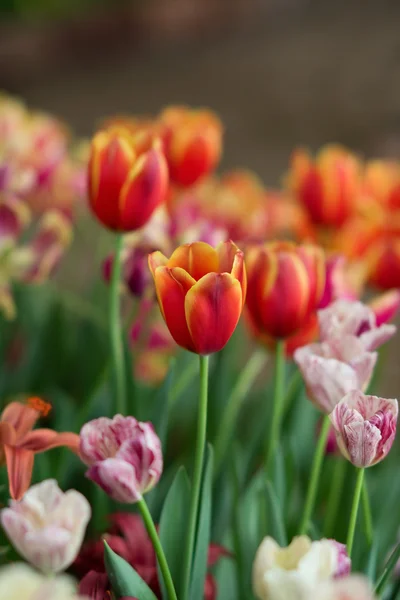 Chrysant en onscherpe achtergrond — Stockfoto