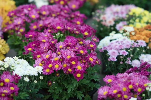 Chrysanthemen und verschwommener Hintergrund — Stockfoto