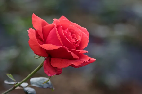 Rose and blurred background — Stock Photo, Image