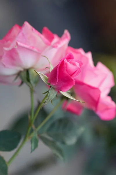 Rose och suddig bakgrund — Stockfoto