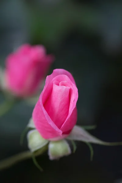 Rose och suddig bakgrund — Stockfoto