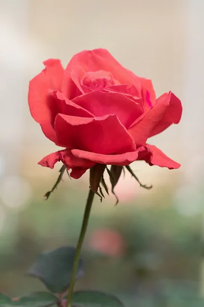 玫瑰和模糊的背景 — 图库照片
