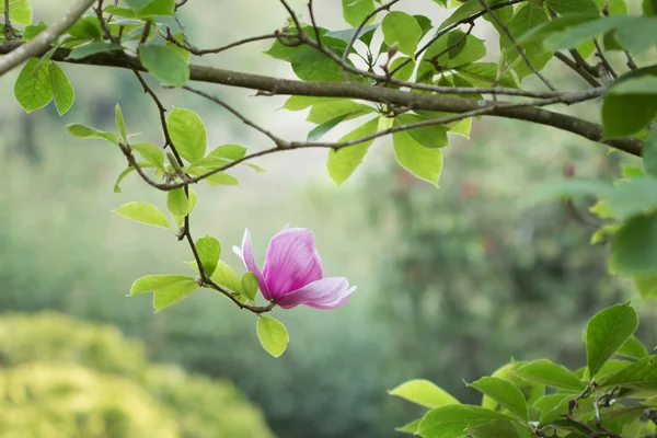 Manolya ve arka plan bulanık