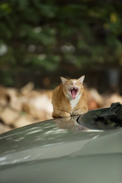 Kat op een auto — Stockfoto