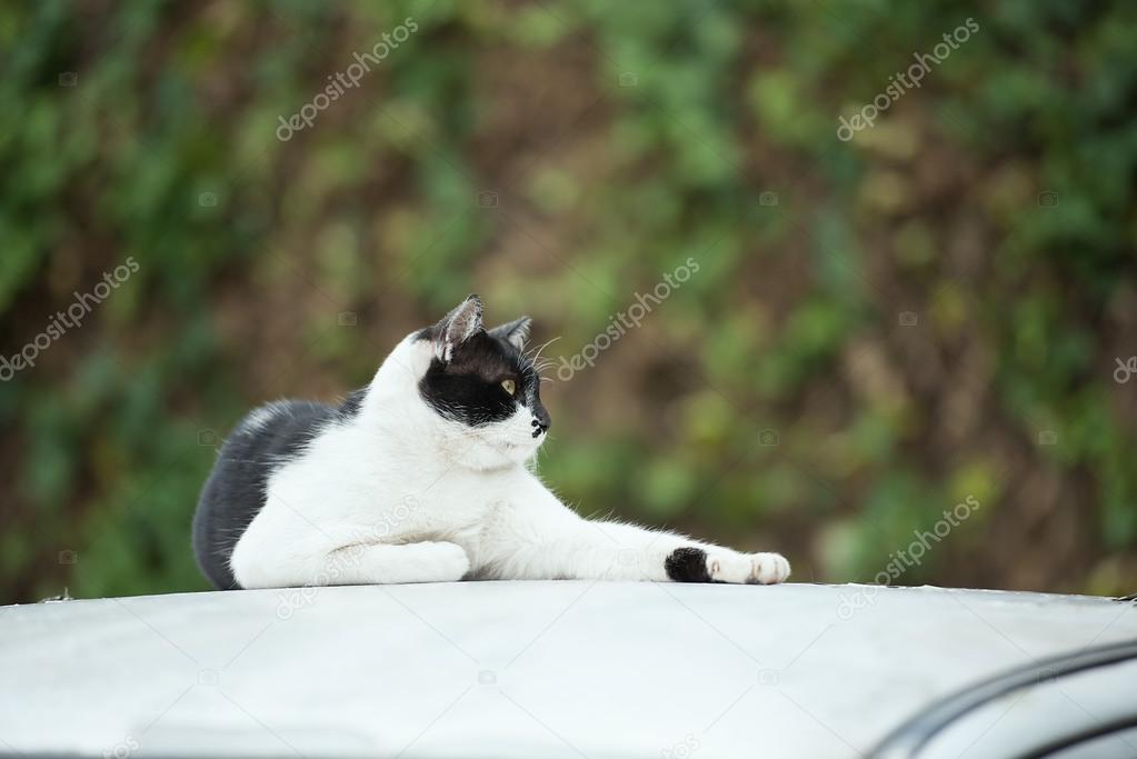 cat on a car