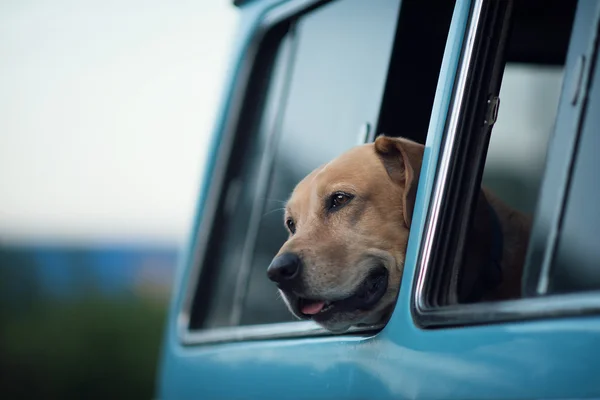 Pes u okna — Stock fotografie