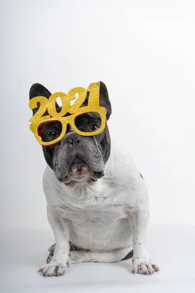 Mutlu yıllar 2021 mesaj gözlüklü Fransız bulldog 'u. Beyaz arkaplanda izole.