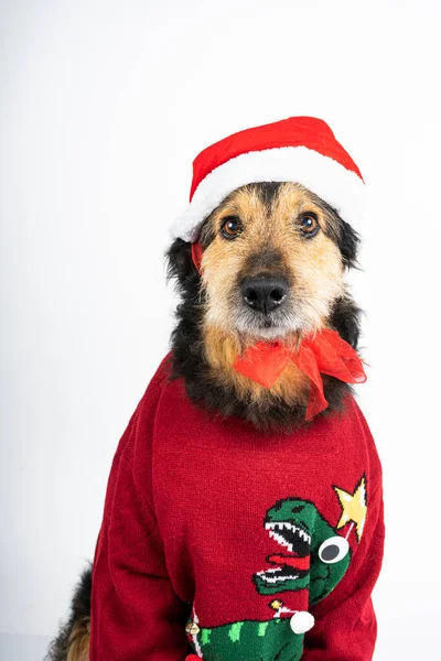 Kırmızı kazaklı ve Noel şapkalı bir köpek.