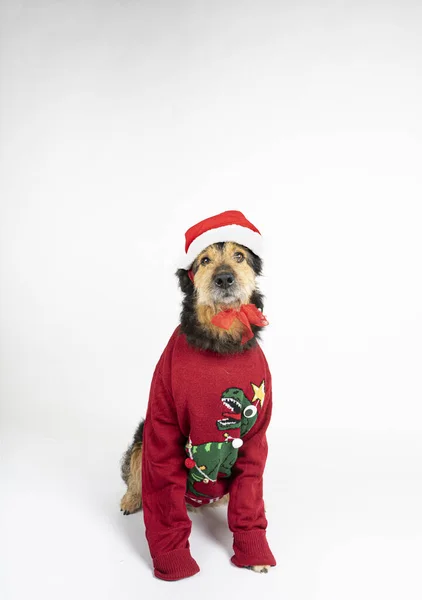 Dog Red Sweater Christmas Hat White Background — Stock Photo, Image