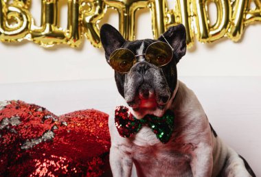 Doğum günü köpeği - Fransız bulldog renkli papyonlu ve beyaz arka planda gözlüklü.