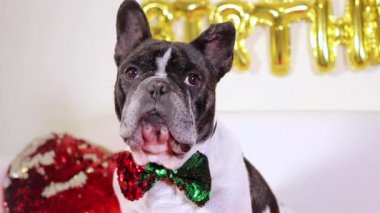 Fransız Bulldog 'un doğum gününde kameraya bakarken izole edilmiş görüntüsü.