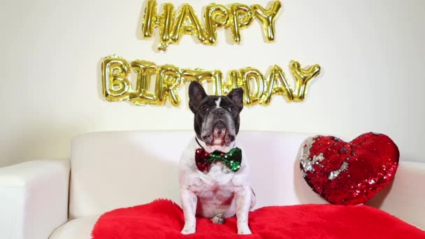 Precioso Perro Posando Cumpleaños — Vídeo de stock