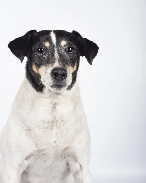 Stray Hund Porträtt Fotoateljé Vit Bakgrund För Adoption Internationella Dagen — Stockfoto