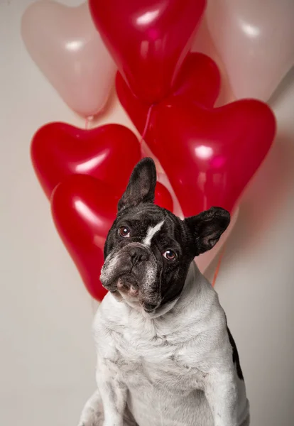 Renkli kalp şeklinde balonları olan Fransız bulldog portresi.